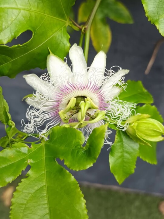 Não me canso disto flores.jpg