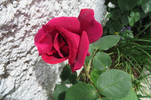 IMG_7826.JPG