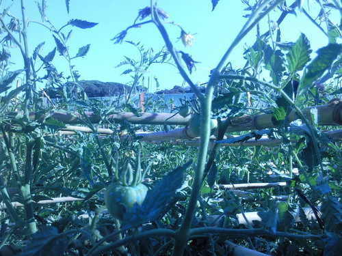 Foto original de D.A.P.L. Junho 2015.jpg