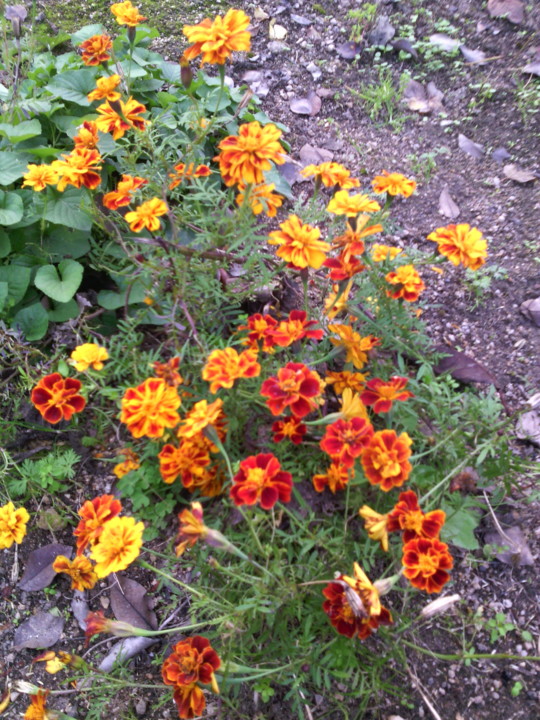 Foto Original 2015.jpg