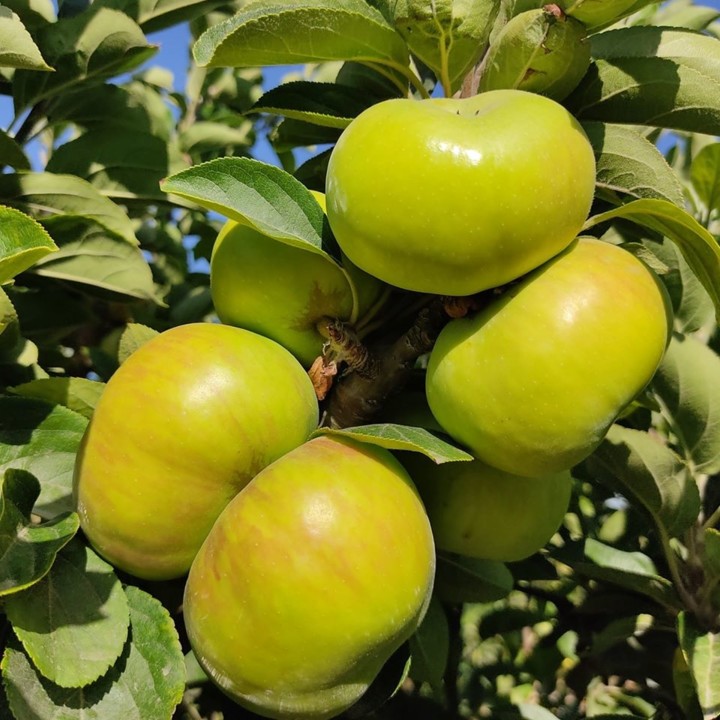 112720096_1763749910431429_8531579373112263736_o.j