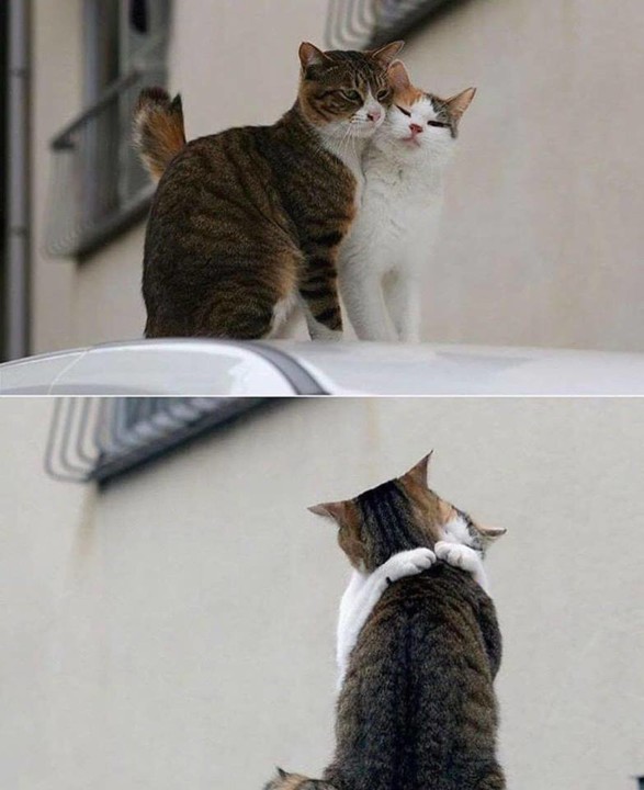 50340715_1682458141909434_5850067605469003776_n.jp