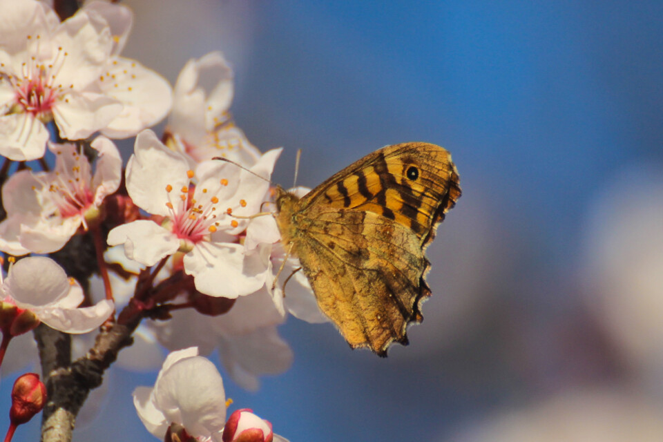 ameixeira-de-jardim insetos 1.jpg