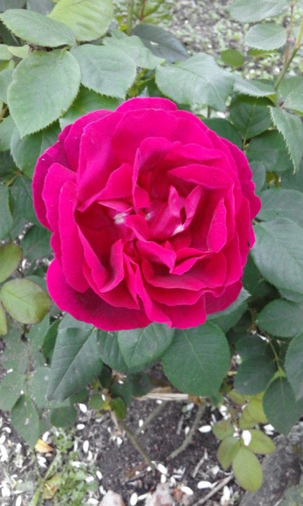 Foto Original. 2020. 04. jpg