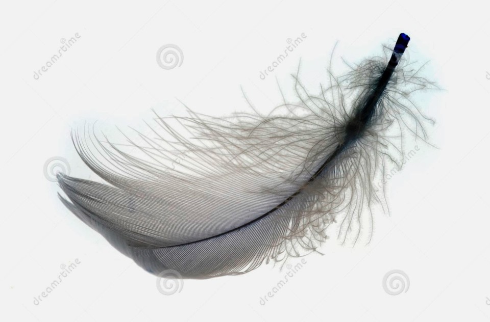 feather-2-2050296[1].jpg