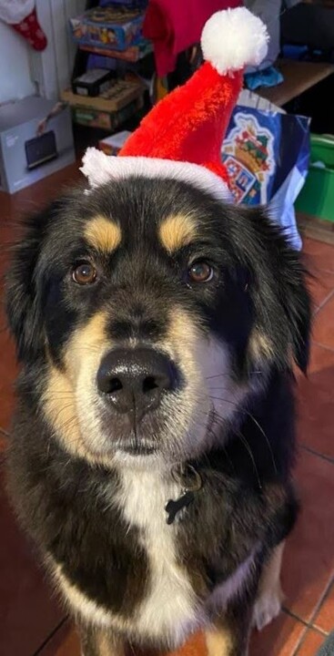 Não me canso disto eevee.jpg