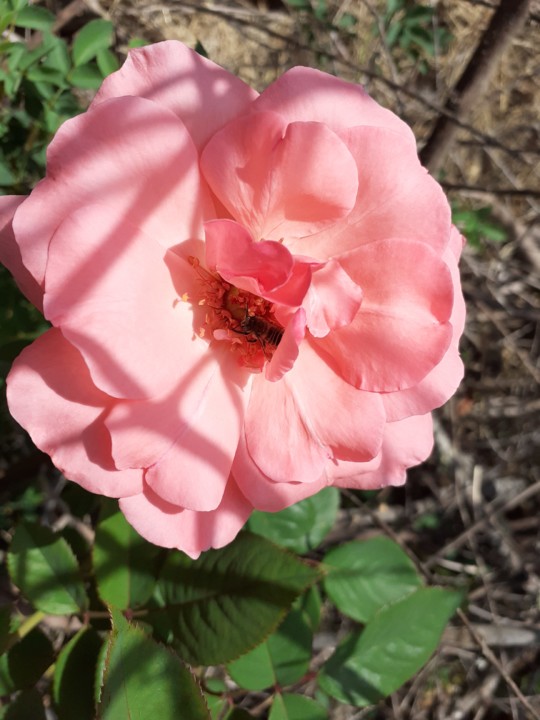 Rosa Chão I. Foto Original. 2021.08.11.jpg