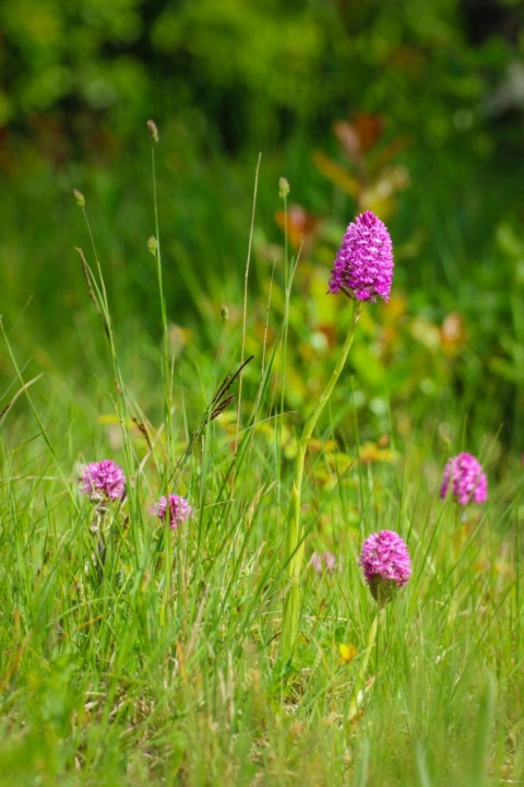 orquidea-piramidal 3.jpg