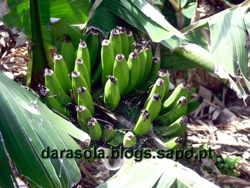 azores_flores_faja_lopo_Vaz_23.JPG azores_flores_faja_lopo_Vaz_23.JPG