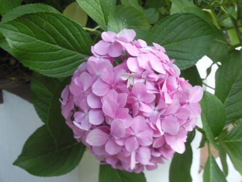 Hortênsia  Solar Zagallos Foto original DAPL 2015.jpg