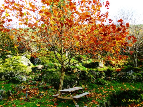 Fotos de Outono !!! 064.jpg