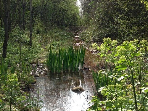Stave Hill Ecological Park