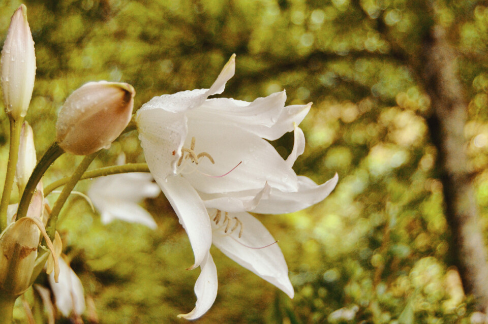 Flor Açores estilizada.jpg