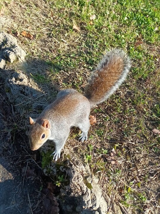 Não me canso disto esquilo_2.jpg