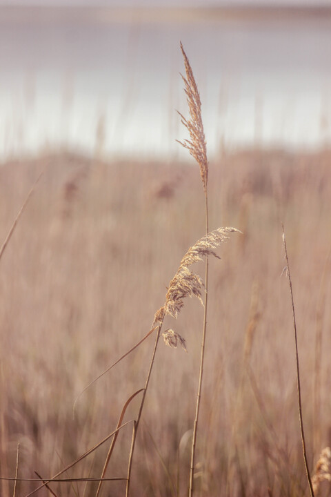 lagoa_de_obidos 3.jpg