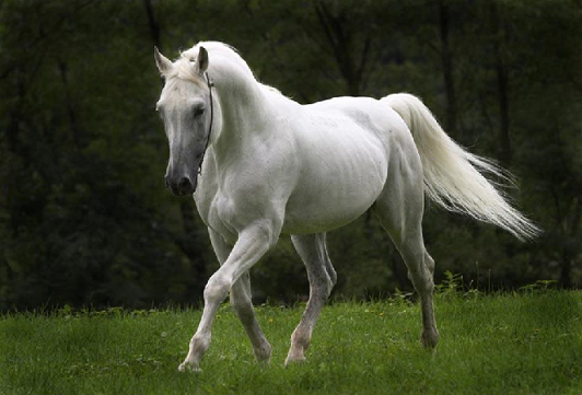 Cavalo Branco.png