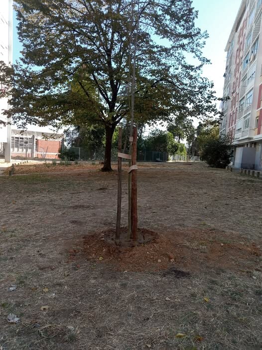 arvores falsárias.jpg