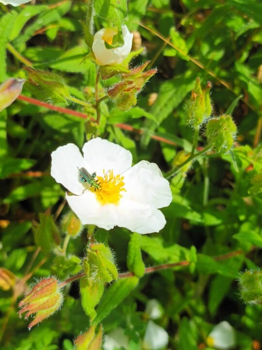 Não me canso disto flores2.jpg