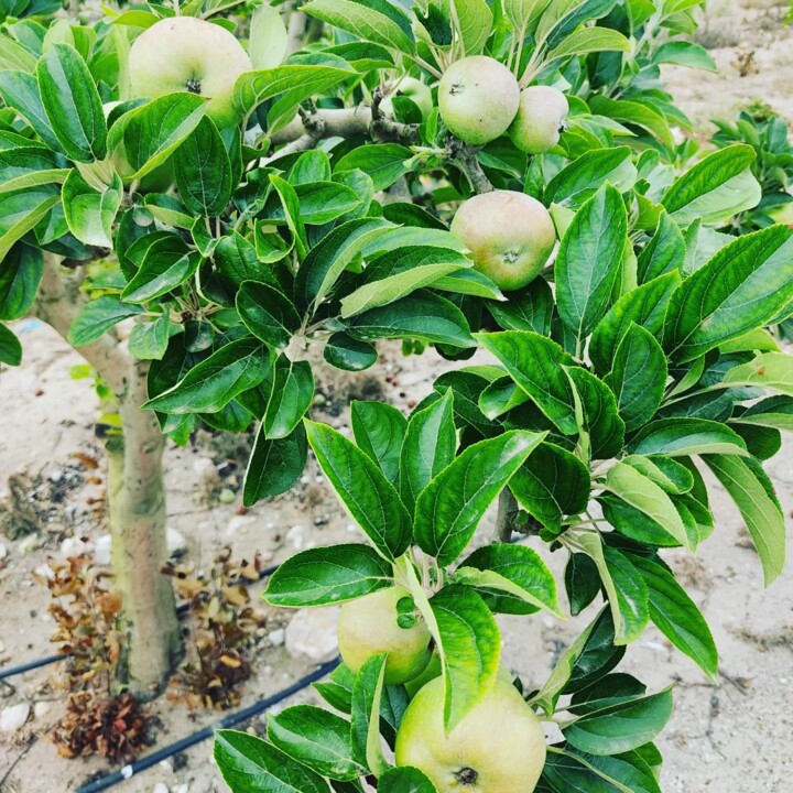 448494652_854259660064779_4546121182001791393_n.jp