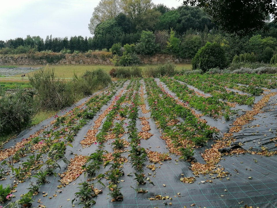 IMG_20200912_143933.jpg IMG_20200912_143933.jpg