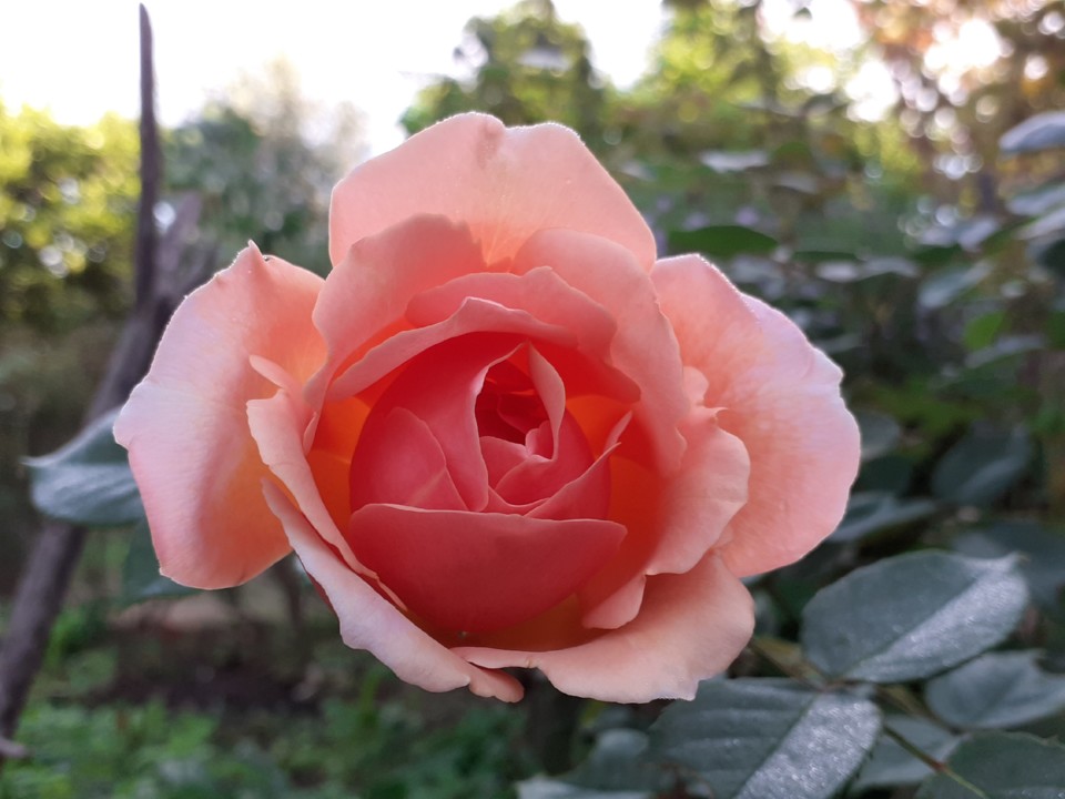 Rosa salmão. Foto original. 2021.10.09.jpg