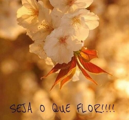 bomdia.JPG