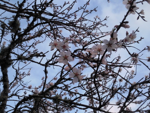 Epifania  Primavera 2015. Original DAPL. jpg