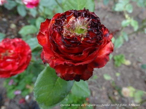 Quinta Monte de Esqueiros - Rosas - Junho 2017 -DS
