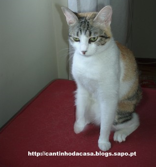 Sem Título.png Sem Título.png