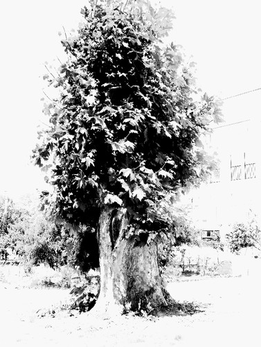 003.JPG 003.JPG