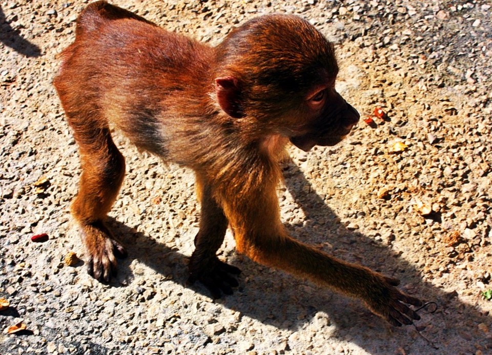 MACAQUITA.jpg MACAQUITA.jpg