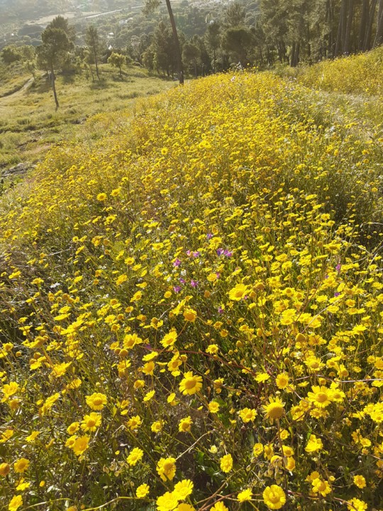 Malmequeres. Foto original. 2021.05.jpg