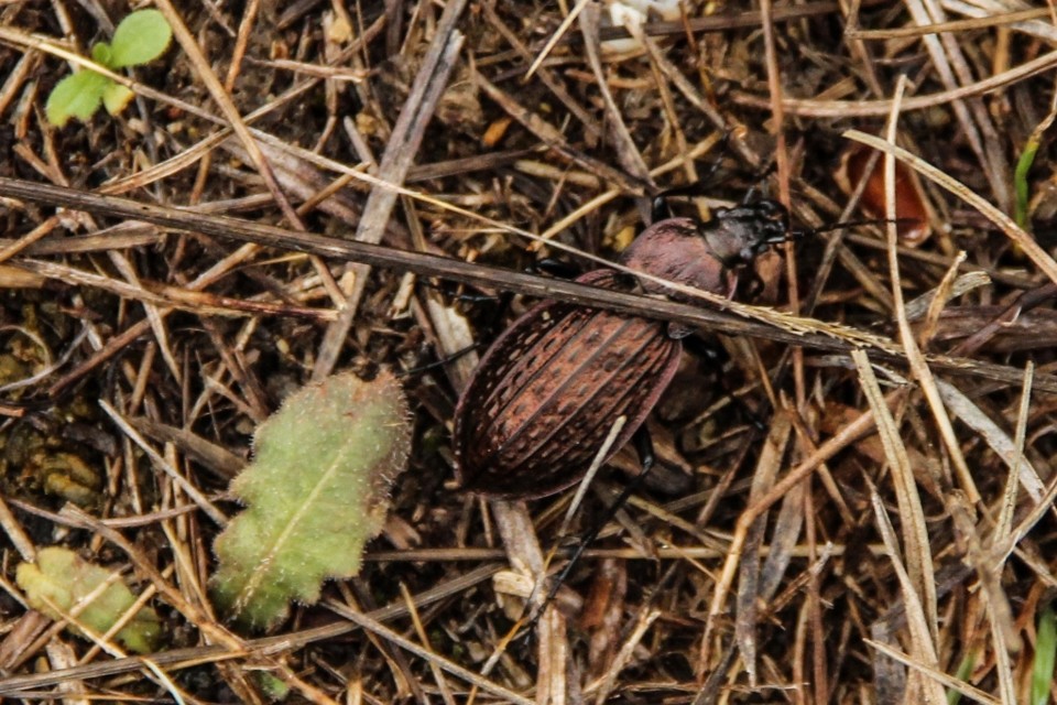 Carabus rugosus 3.jpg