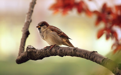 sparrow-9950_640.jpg