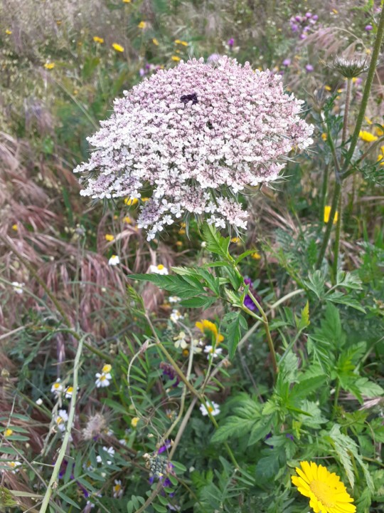 Cenoura Brava Foto Original. 2021. 05. jpg