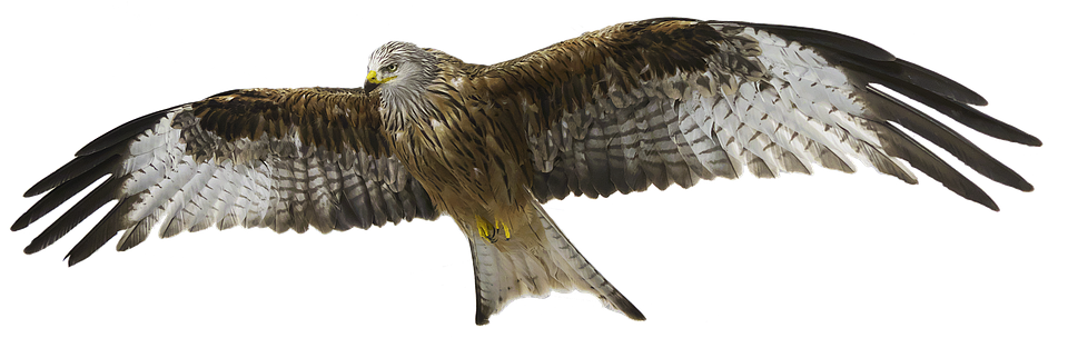red-kite.png