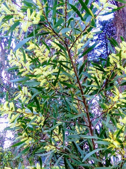 81307652_2806078592757023_1749296757541437440_n.jp