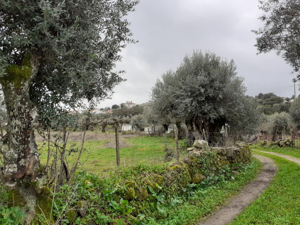 Caminho da Baganha e do Sabugueiro. Foto Original. 2021.02.01.jpg