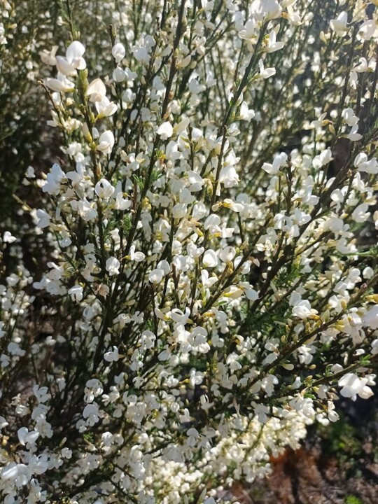 Não me canso disto.jpg