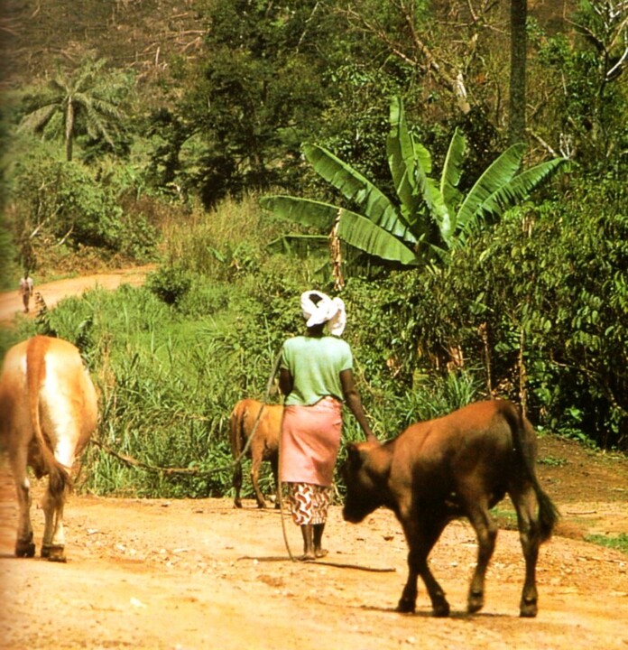 Guiné-Conak, gado.jpg