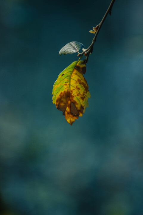 montachique marco 5a.jpg