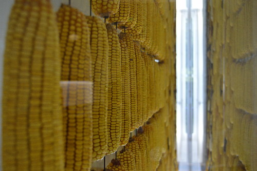 JardimBotanico_julho17 (12).JPG