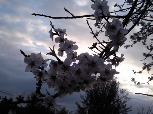 Amendoeira Foto original DAPL.jpg