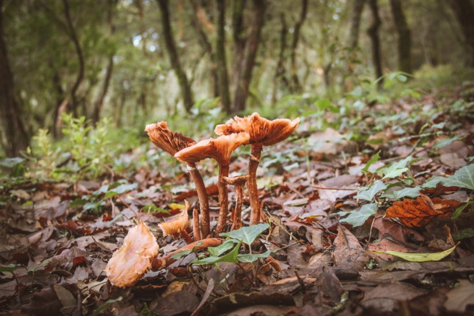 cogumelos montachique 4.jpg