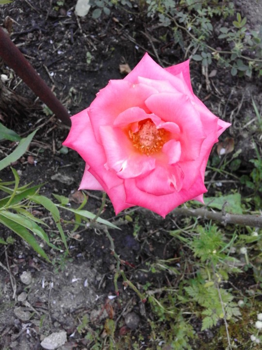 Rosa. Foto original. 2019. 05. jpg