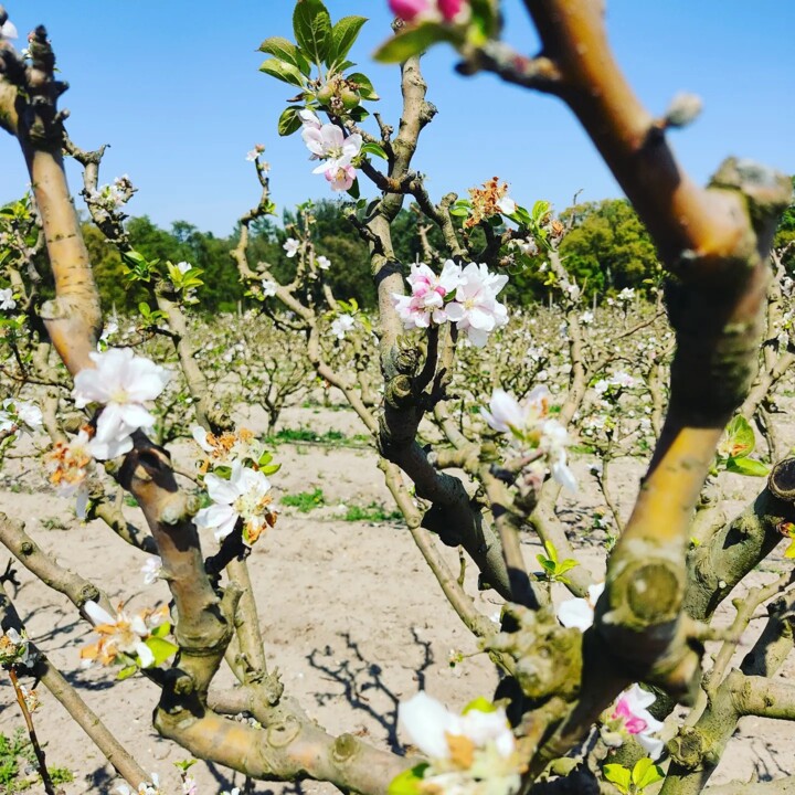 438721403_818206450336767_2334527036828783664_n.jp