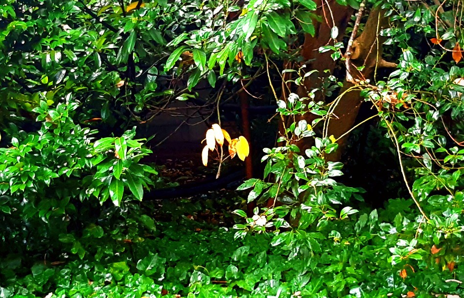 Solidão sénior.jpg