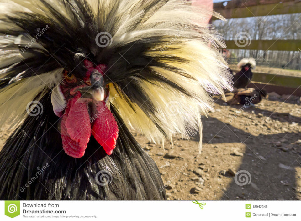 Galinha de Cristas.jpg Galinha de Cristas.jpg