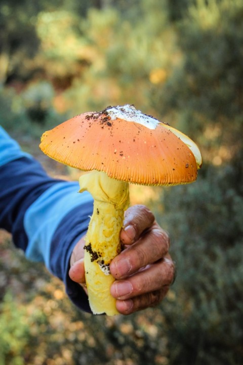 amanita caesarea 2.jpg amanita caesarea 2.jpg