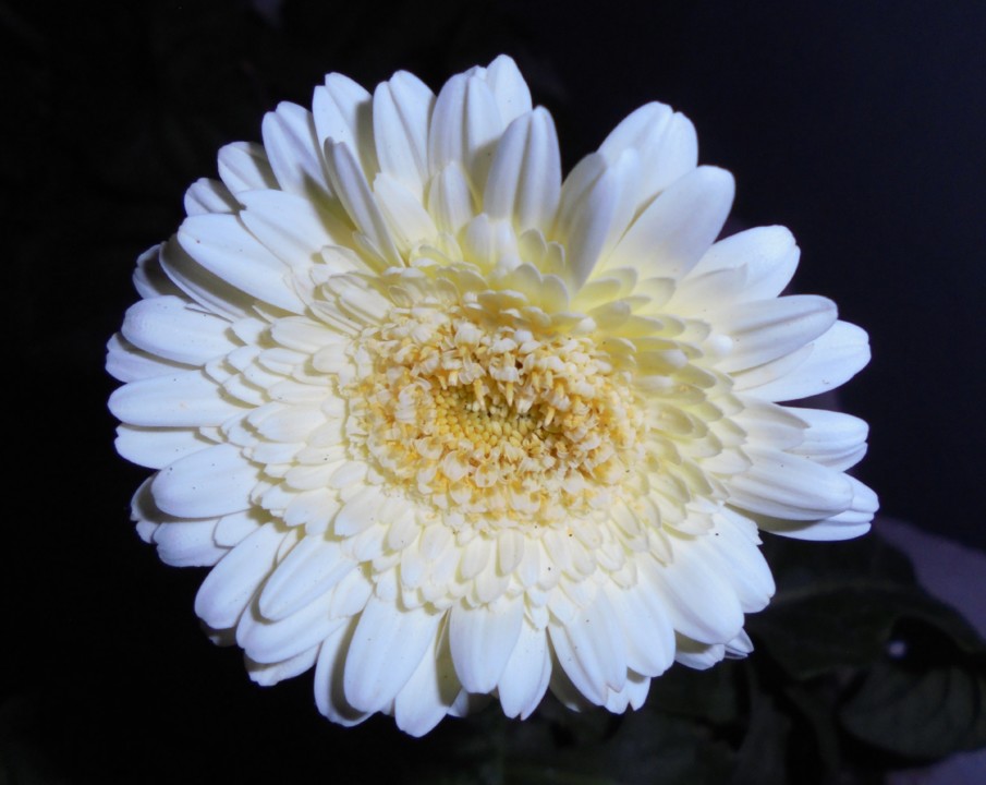 gerbera_prl.JPG